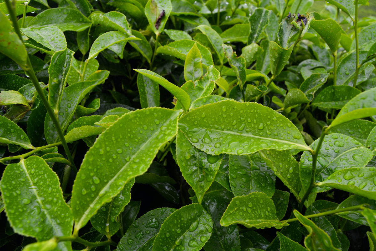 Tea Profiles: Loose Leaf Tea (Health Benefits, Brewing Tips & More)